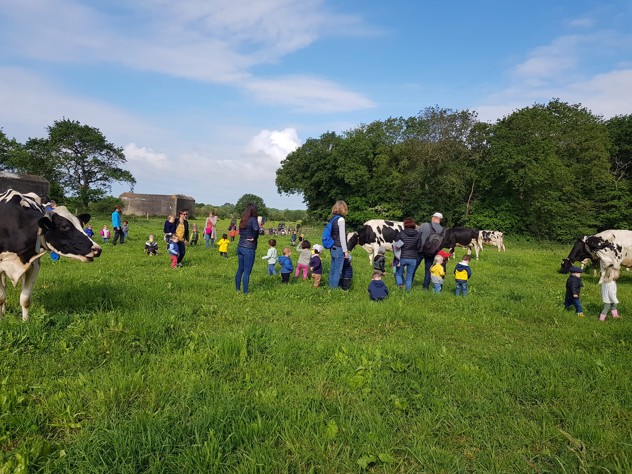 Visite pédagogique en famille avec les vaches dans les prés de la ferme à Guérande